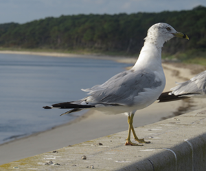 seagull