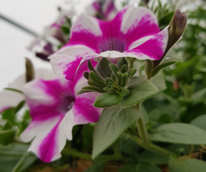 pink flowers