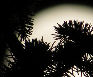 moon behind trees