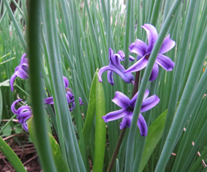 purple flowers in grass